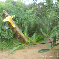 Barleria lupulina Lindl.